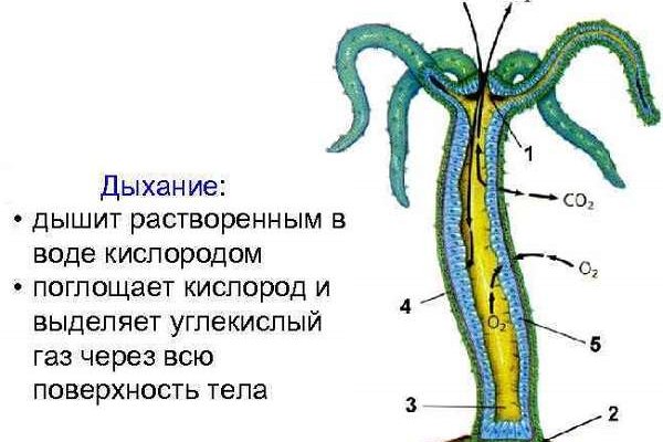 Зеркало кракен kr2web in