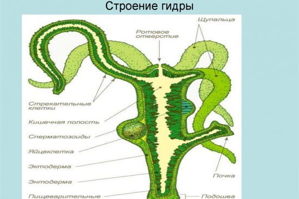 Не зачисляются деньги на кракен